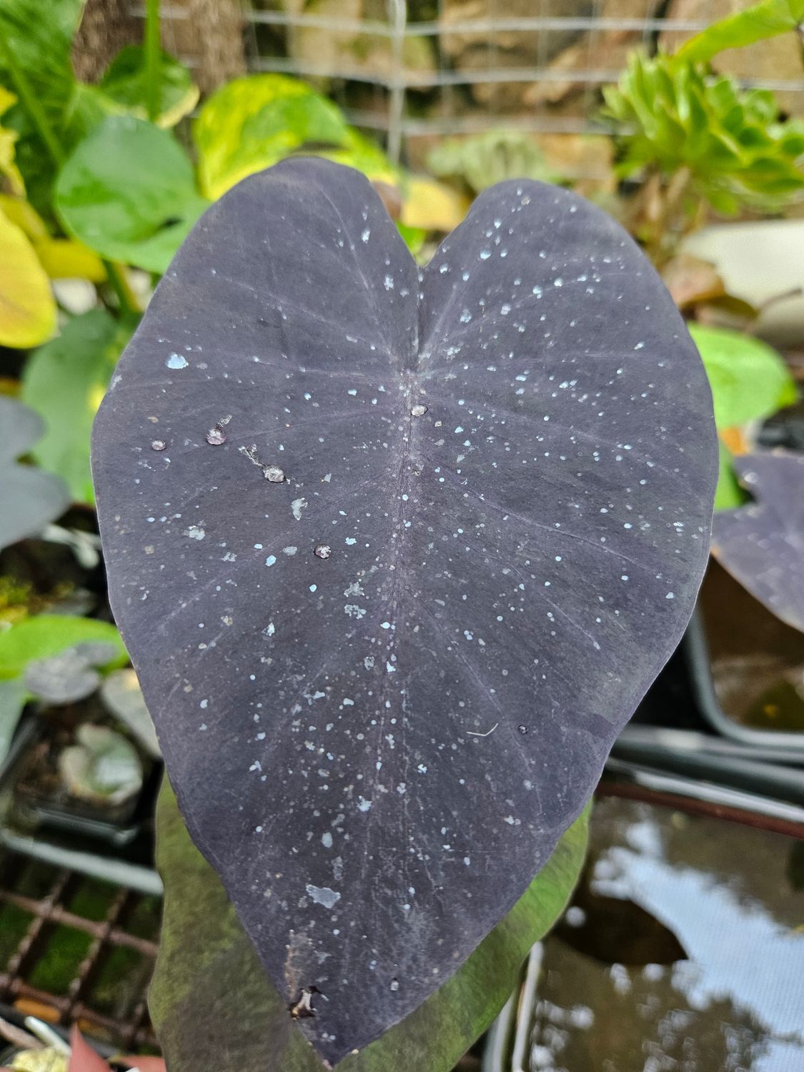 Colocasia Black Colocasia Black
