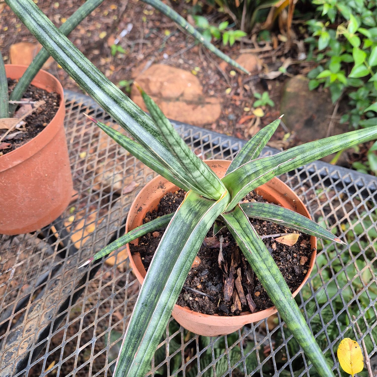Sanseviera pinguicula Sanseviera pinguicula