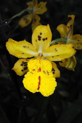 Oncidium Tiger Hambuhren "goldilocks"