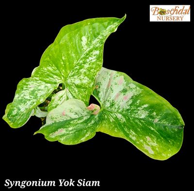 Syngonium Yok Siam Syngonium Yok Siam