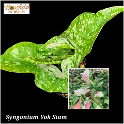 Syngonium Yok Siam Syngonium Yok Siam