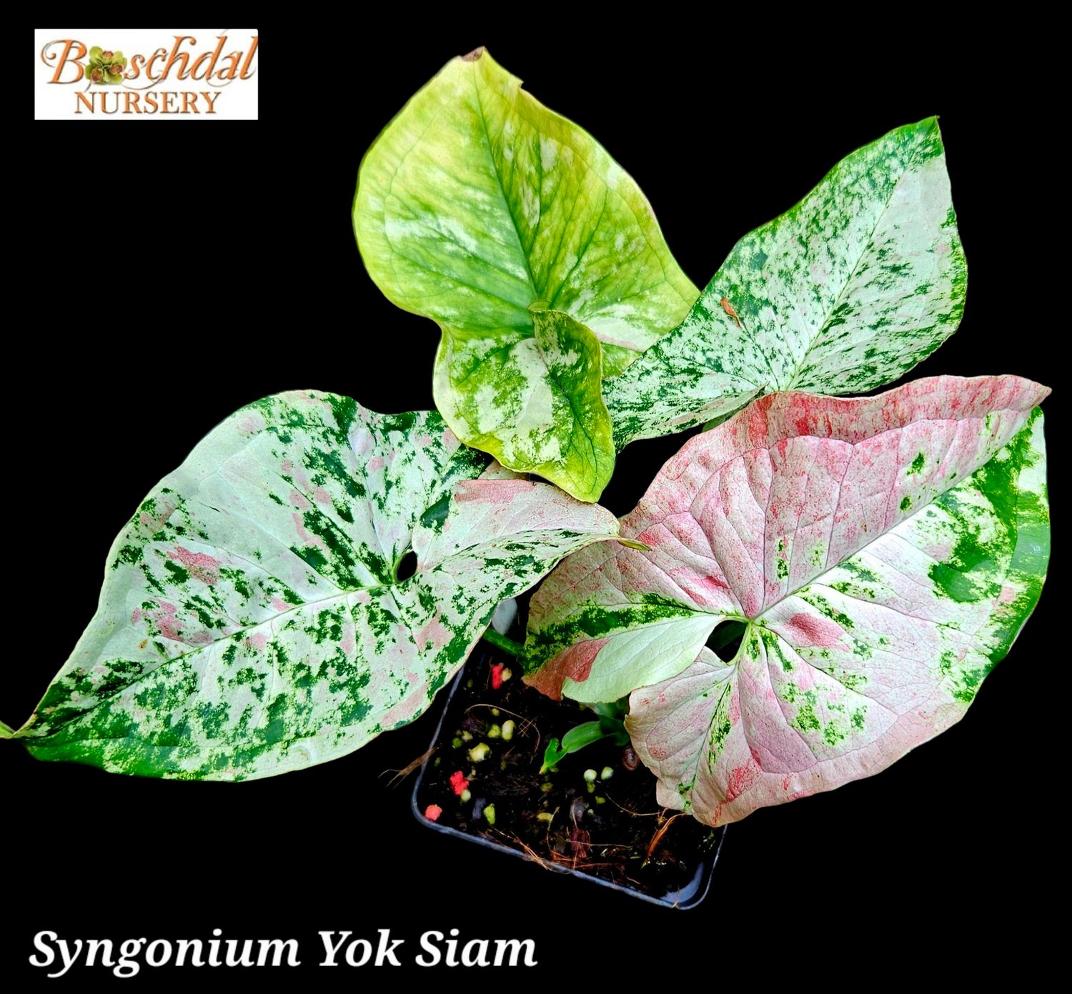 Syngonium Yok Siam