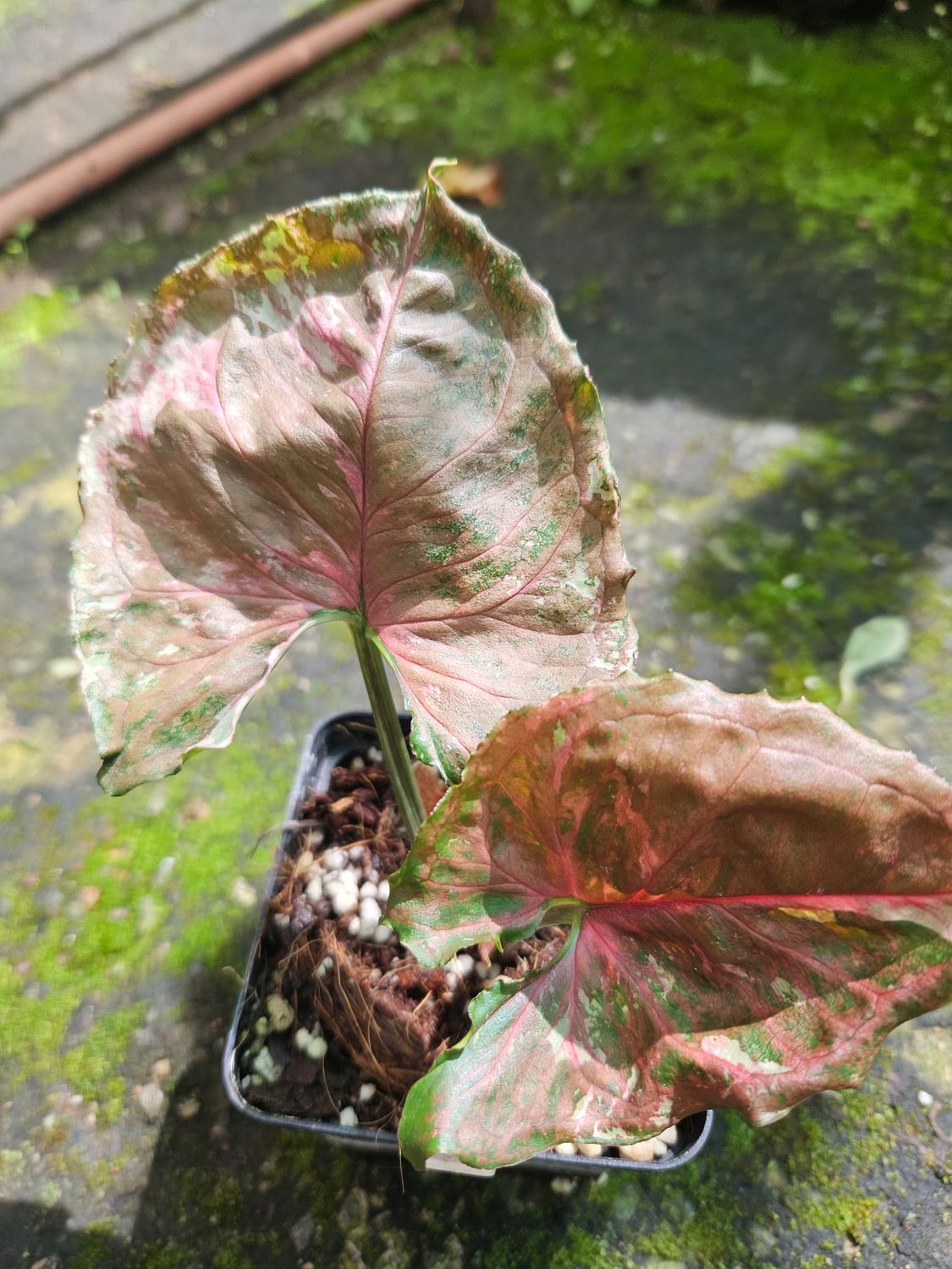 Syngonium Strawberry Ice GALAXY