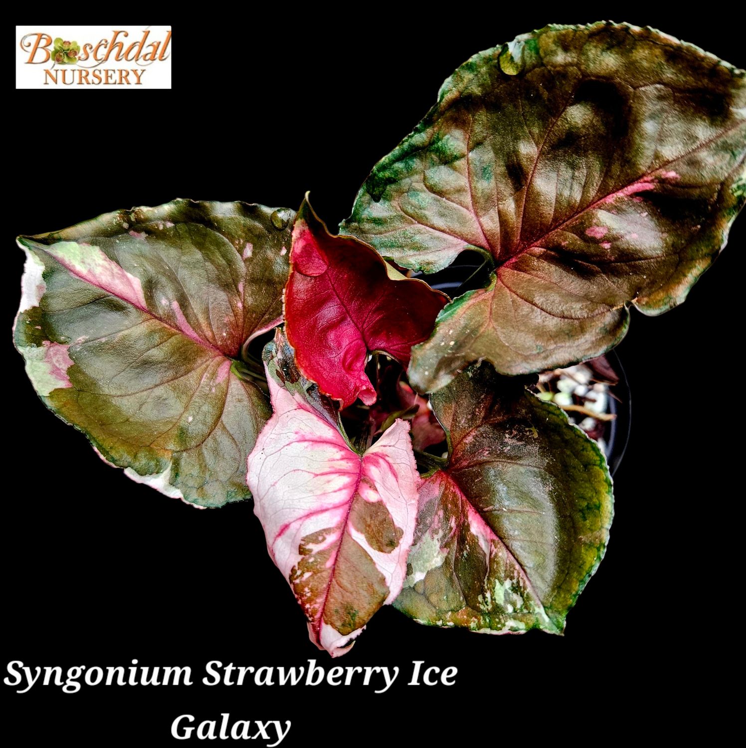 Syngonium Strawberry Ice GALAXY
