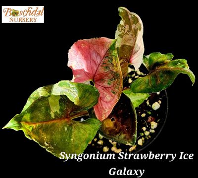 Syngonium Strawberry Ice GALAXY Syngonium Strawberry Ice GALAXY