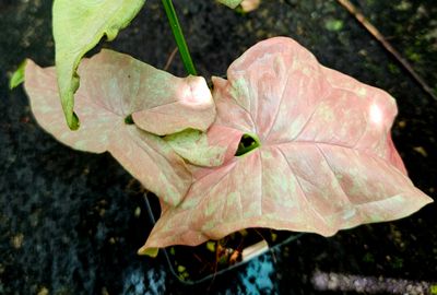 Syngonium Pink Candy Variegated