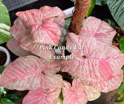 Syngonium Pink Candy Variegated