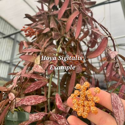Hoya Sigitalis