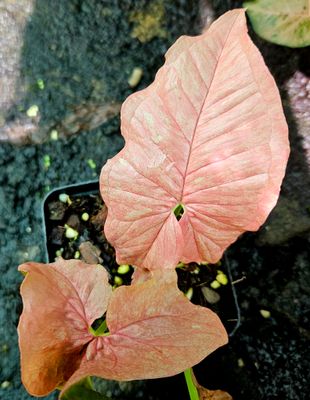 Syngonium Pink Venom Syngonium Pink Venom