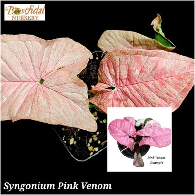 Syngonium Pink Venom