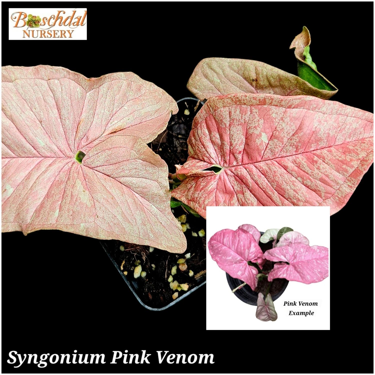 Syngonium Pink Venom