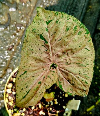 Syngonium Pink Bubble Gum Syngonium Pink Bubble Gum