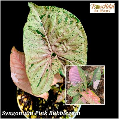 Syngonium Pink Bubblegum