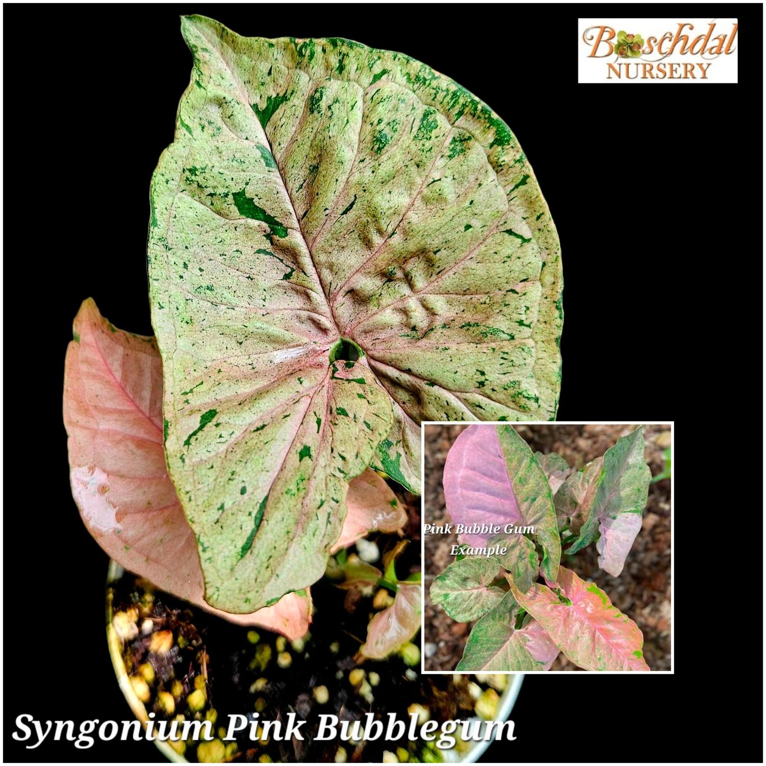 Syngonium Pink Bubblegum Syngonium Pink Bubblegum
