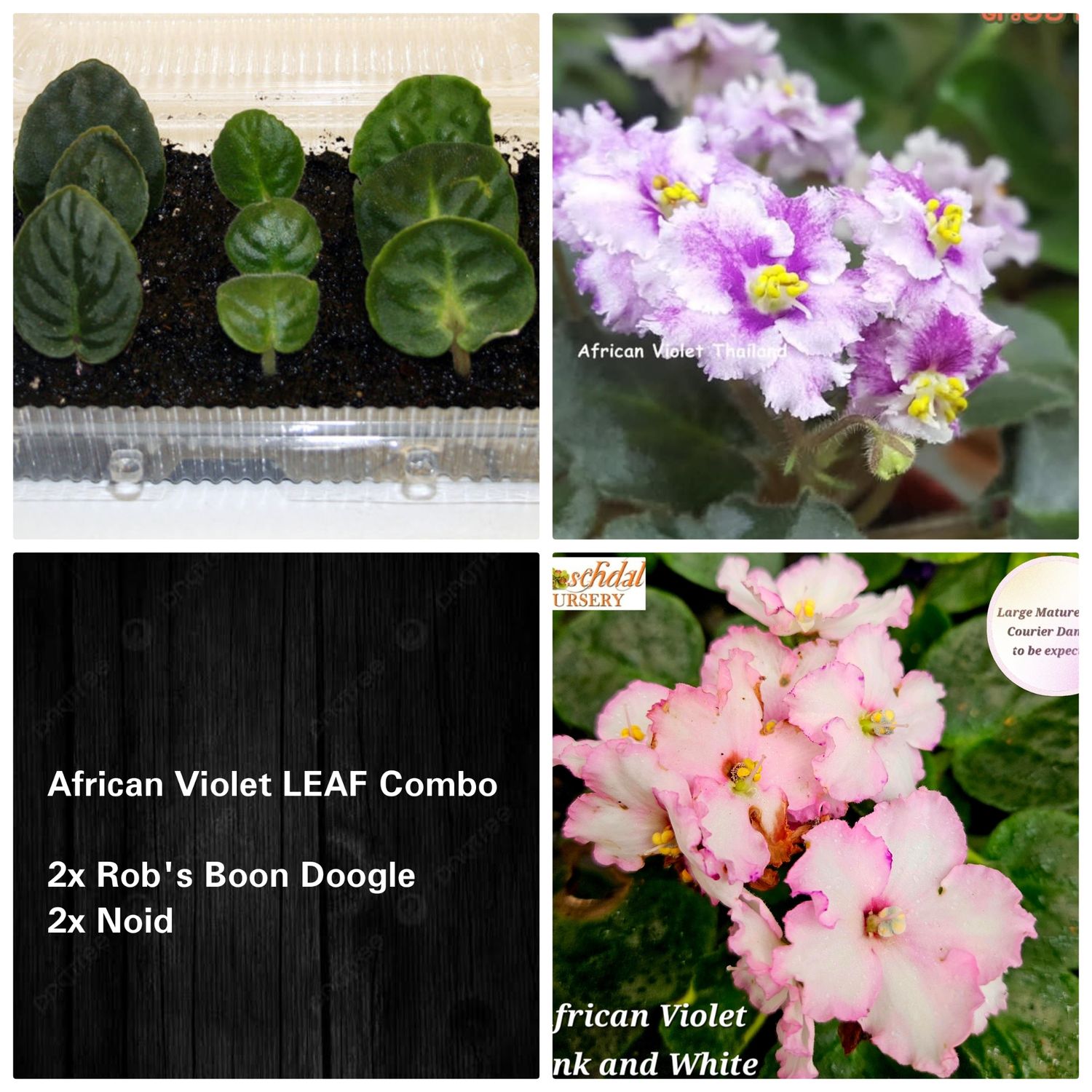 LEAF Combo B LEAF Combo B