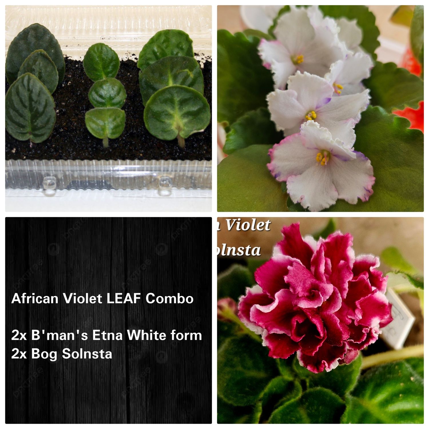 LEAF Combo C LEAF Combo C