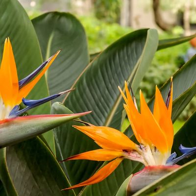 Strelitzia Reginae- Bird of paradise