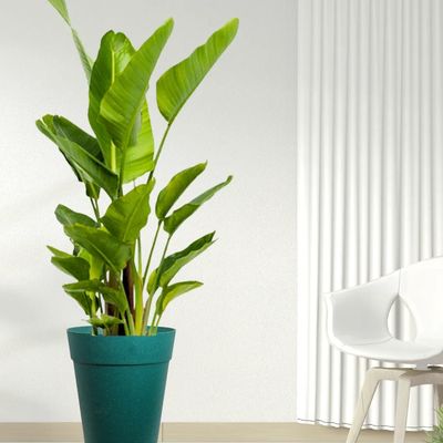 Strelitzia Reginae- Bird of paradise