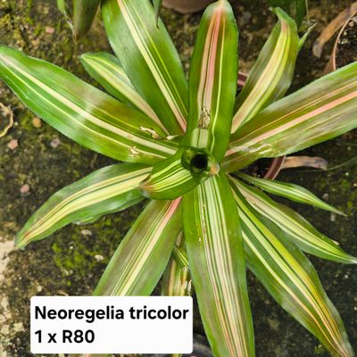 Neoregelia tricolour Neoregelia tricolour