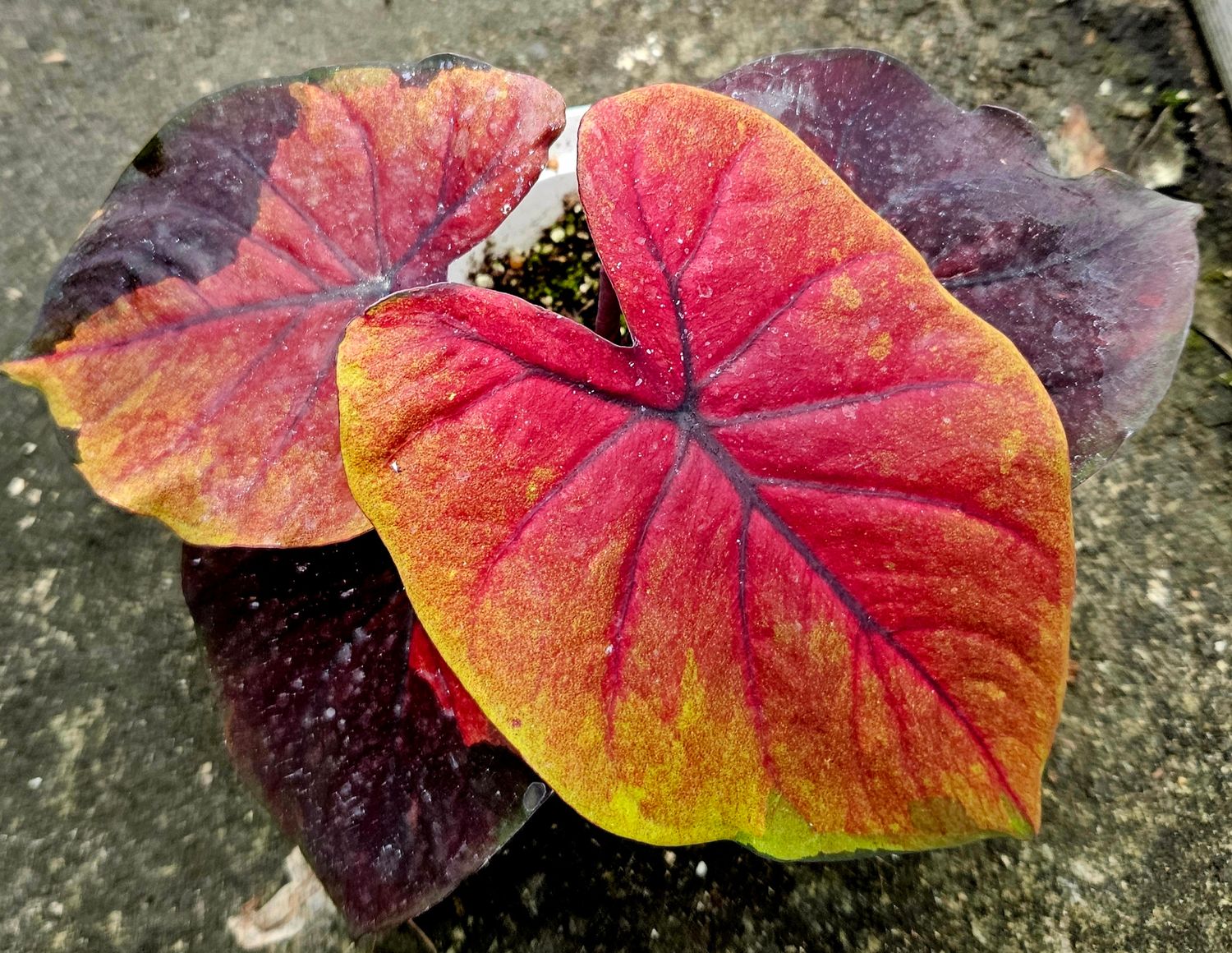 Caladium Sunset Sky Caladium Sunset Sky