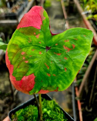 Caladium Minny Mouse