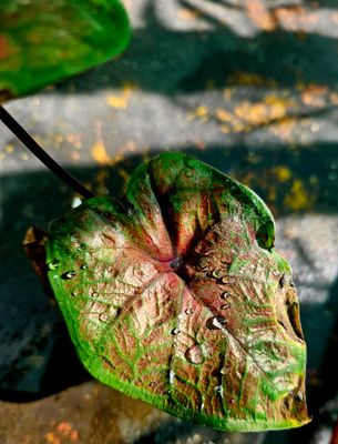Caladium G