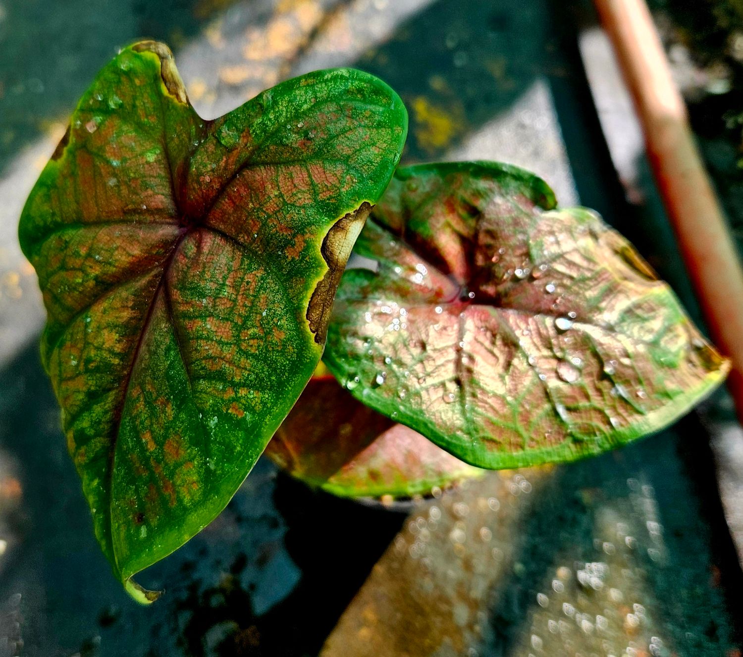 Caladium G