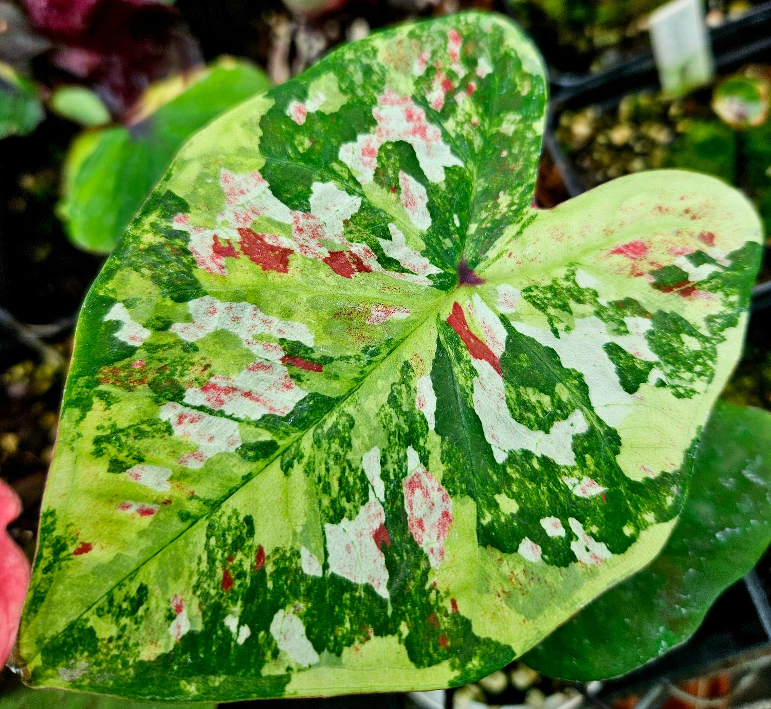 Caladium SVG Caladium SVG