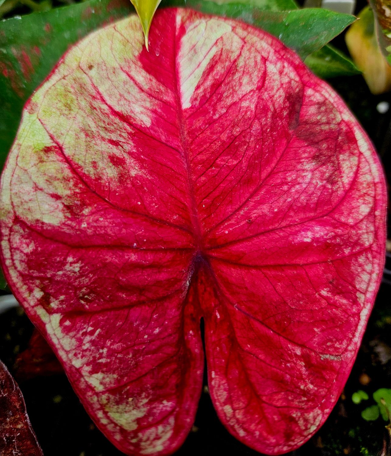 Caladium Caladium