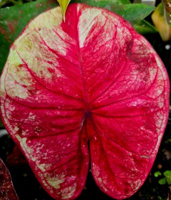 Caladium