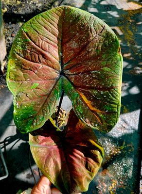 Caladium F Caladium F