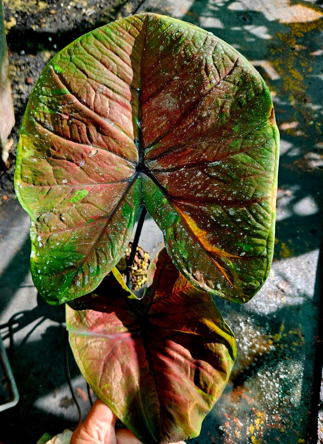 Caladium F Caladium F