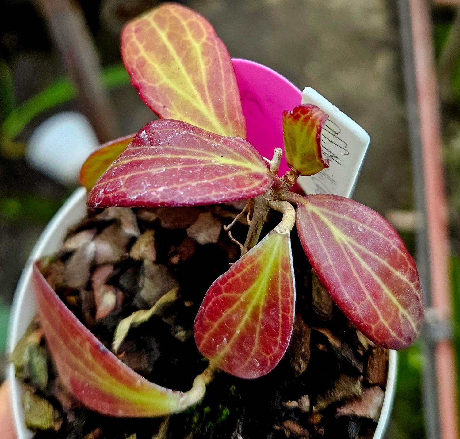 Hoya aff Merrillii Red Leaves Hoya aff Merrillii Red Leaves