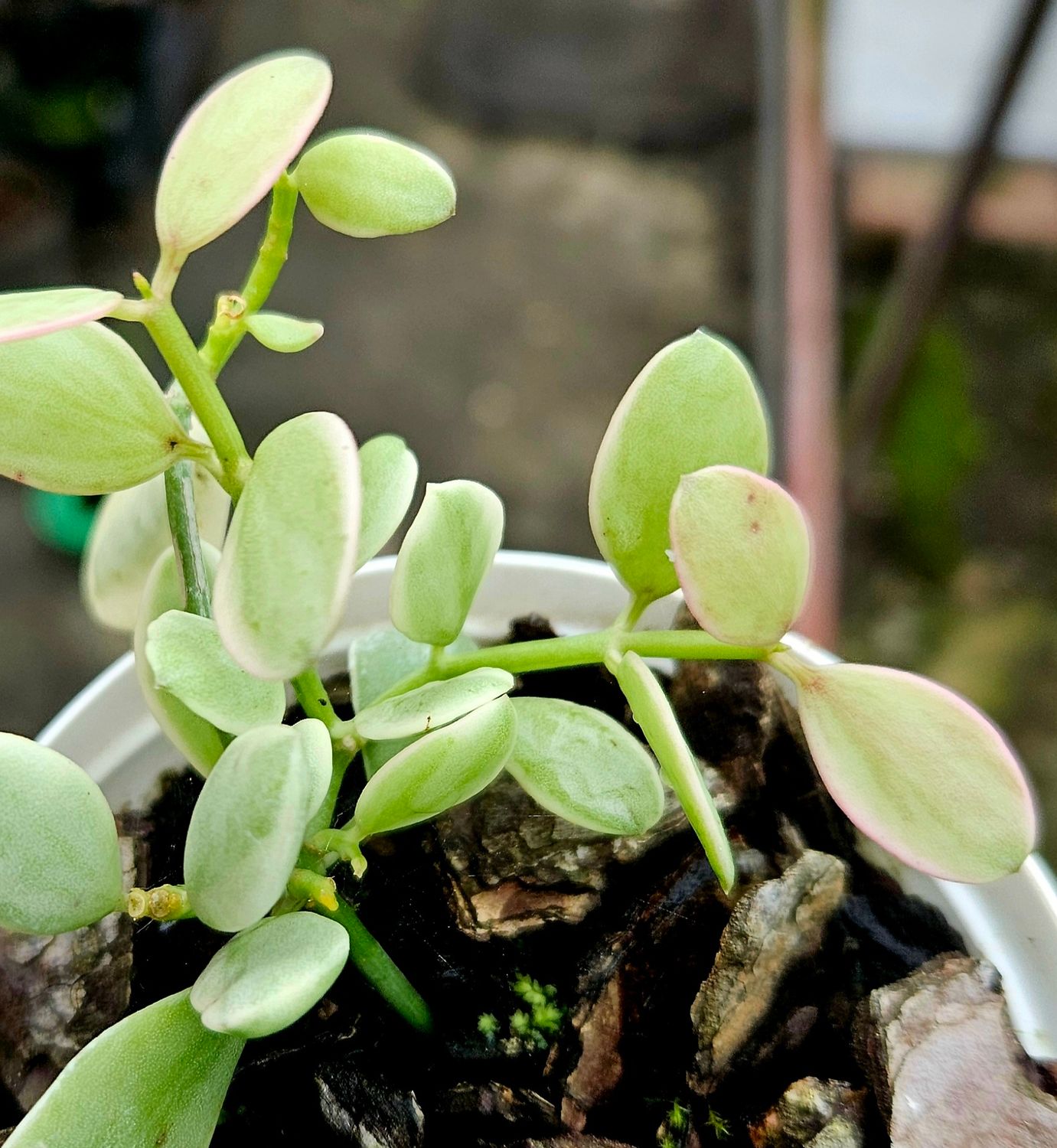 Dischidia Oianta Variegated Dischidia Oianta Variegated