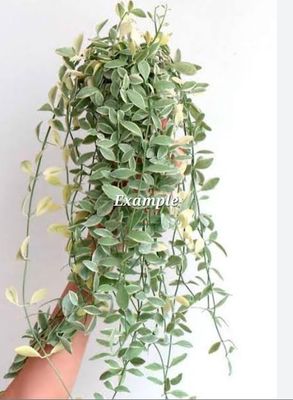 Dischidia Oianta Variegated