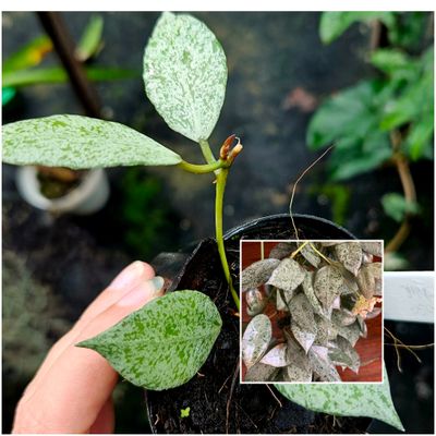 Hoya Lacunosa Moonshine