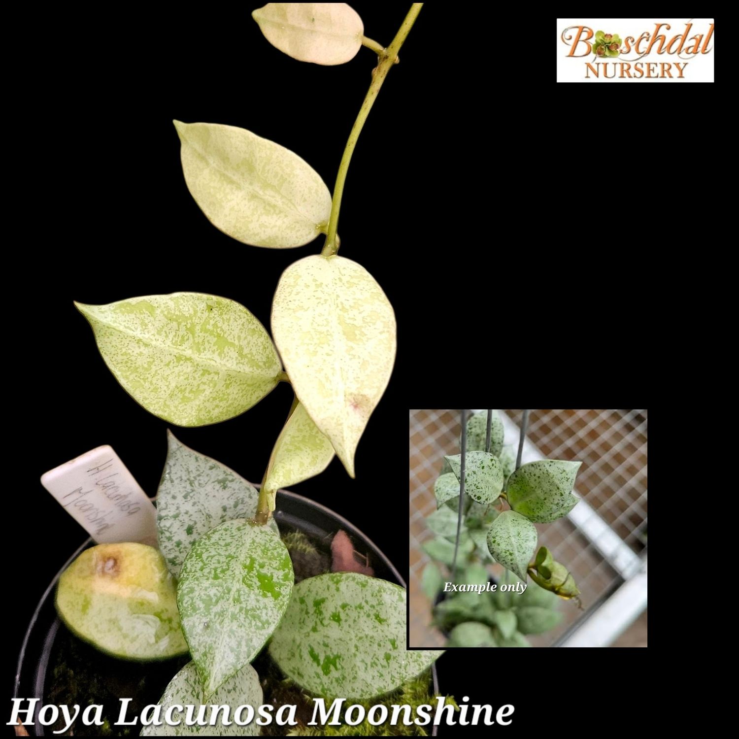 Hoya Lacunosa Moonshine Hoya Lacunosa Moonshine