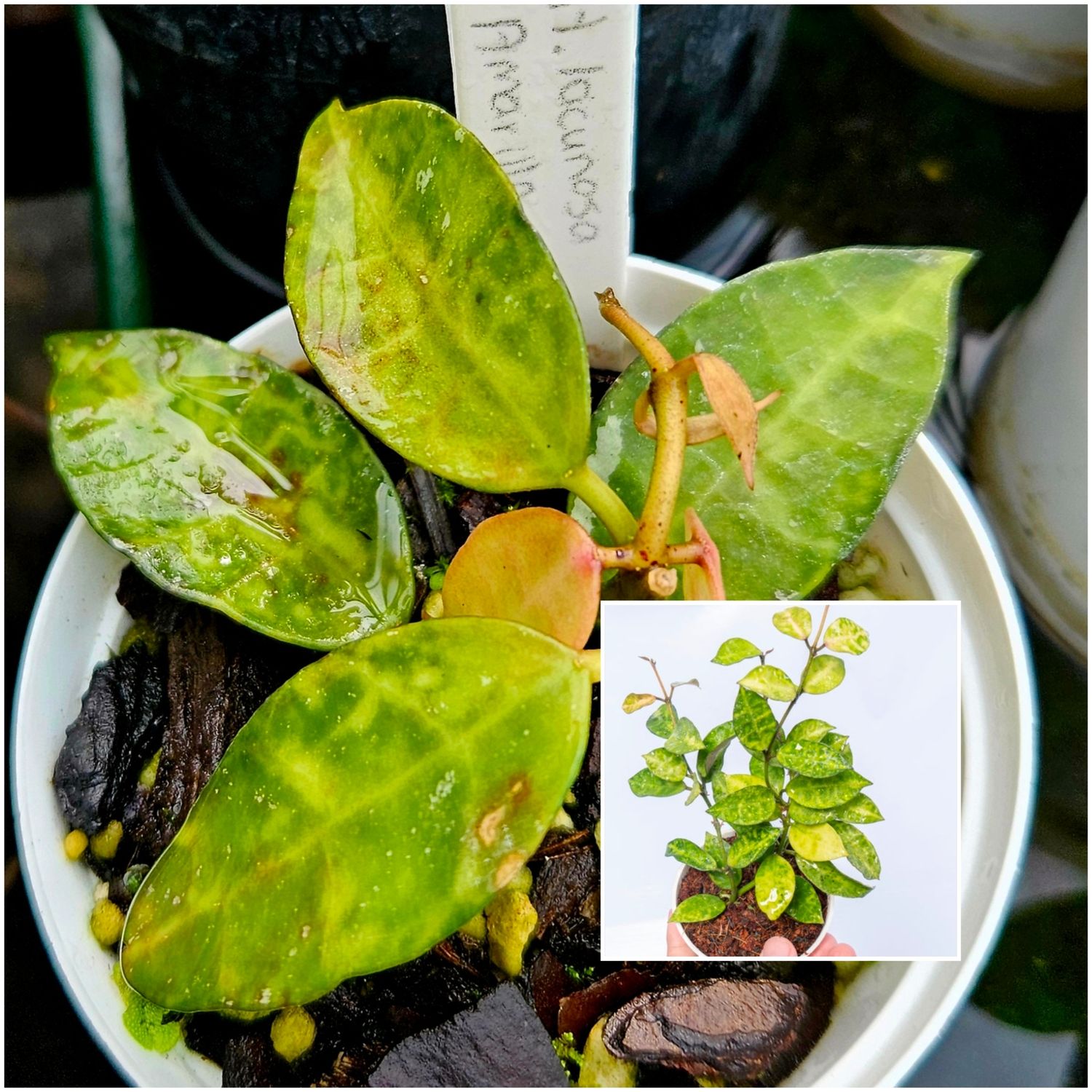 Hoya Lacunosa Amarillo