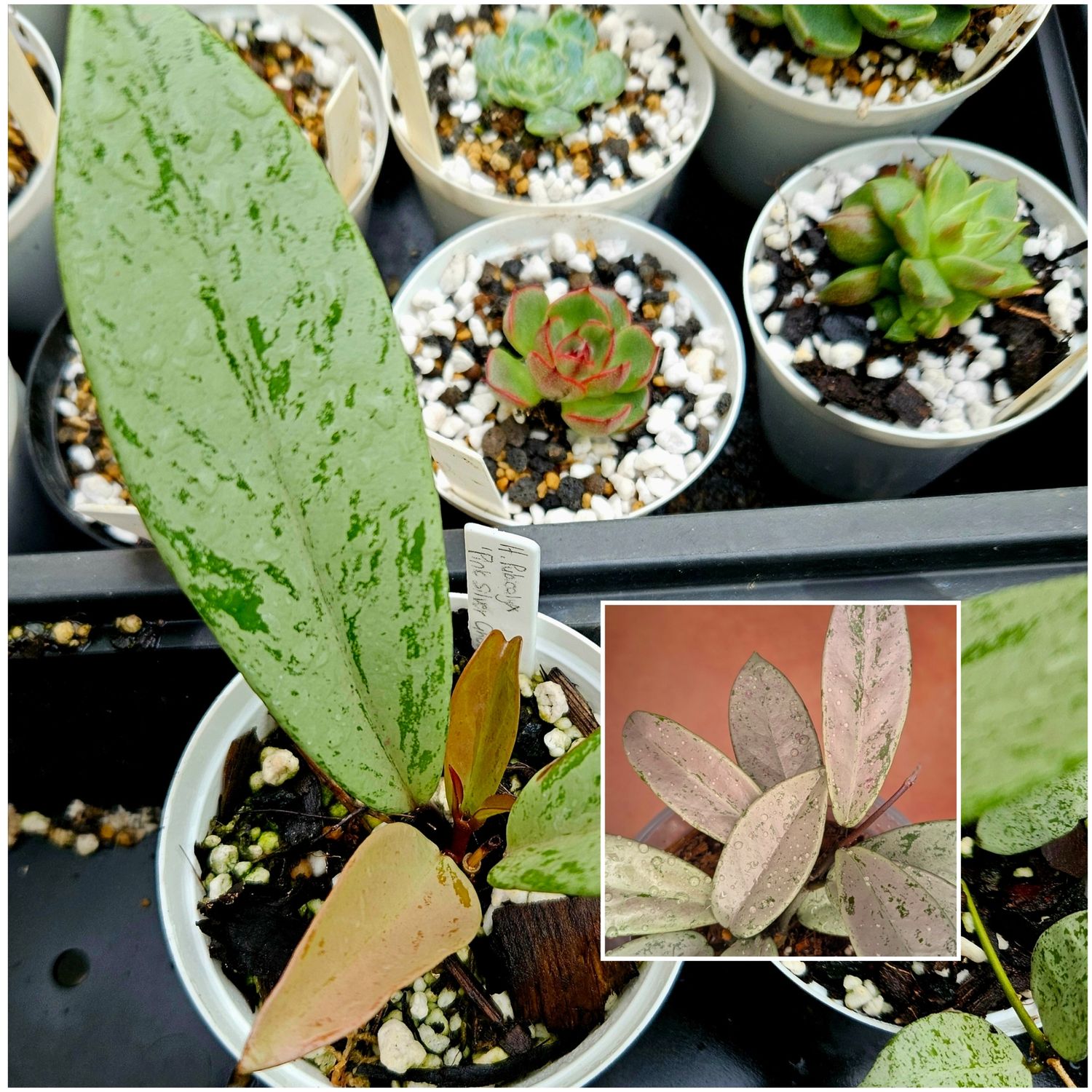 Hoya Pubicalyx Pink Silver Ghost