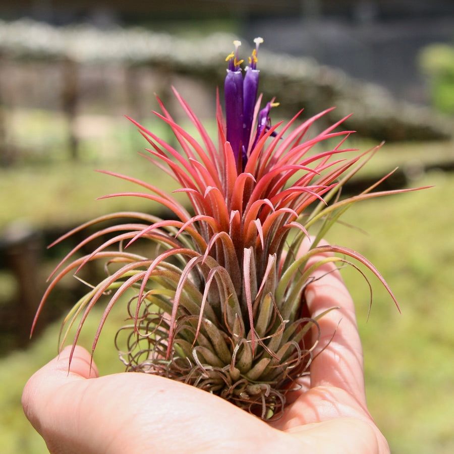 Tillandsia huamelula Tillandsia huamelula