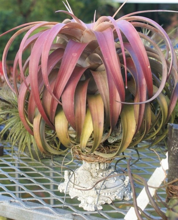 Tillandsia xerographica Tillandsia xerographica