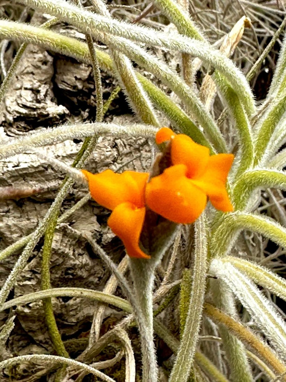 Tillandsia copper penny Tillandsia copper penny