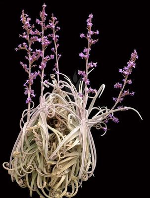 Tillandsia Duratii