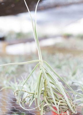 Tillandsia Duratii Tillandsia Duratii