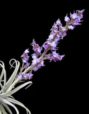 Tillandsia Duratii Tillandsia Duratii