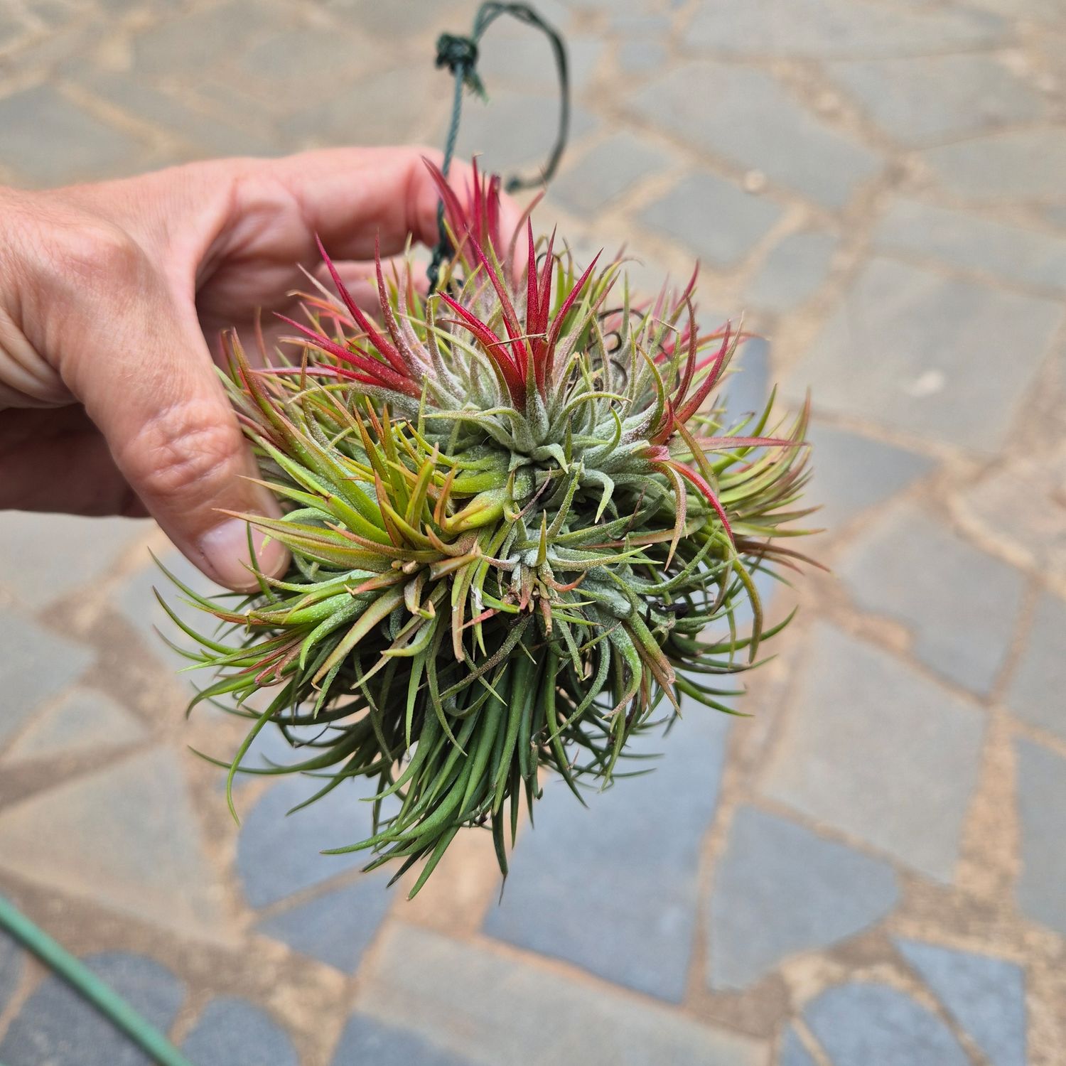 Tillandsia fuego balls Tillandsia fuego balls