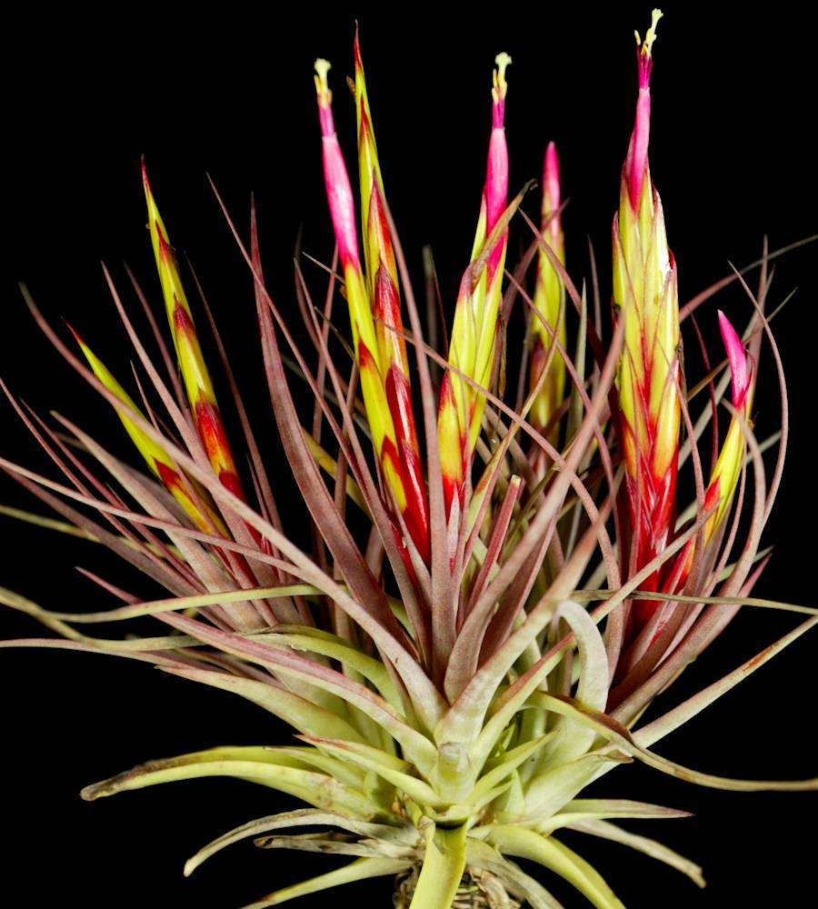 Tillandsia concolor Tillandsia concolor
