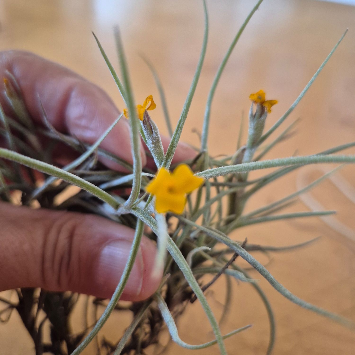 Tillandsia  crocata Orange Fragrance