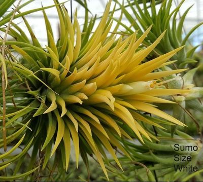 Tillandsia max albino Tillandsia max albino