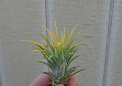 Tillandsia  max albino